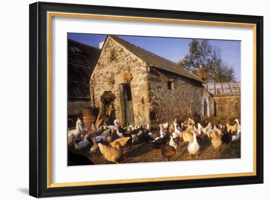 France Farmyard with Chickens-null-Framed Photographic Print