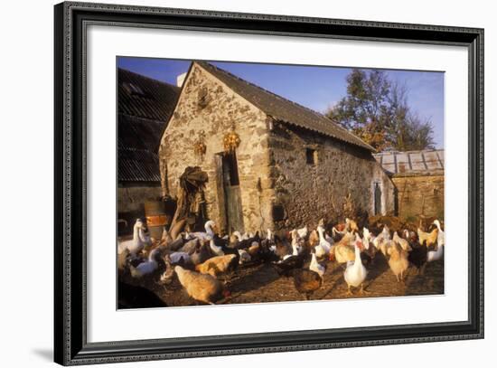 France Farmyard with Chickens-null-Framed Photographic Print