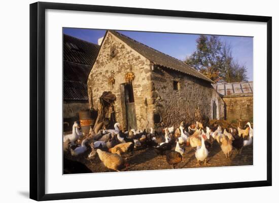 France Farmyard with Chickens-null-Framed Photographic Print