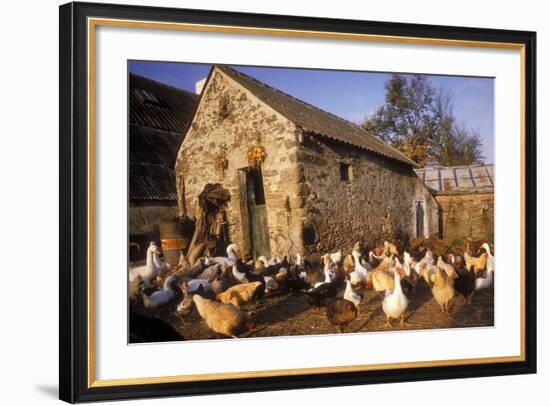 France Farmyard with Chickens-null-Framed Photographic Print