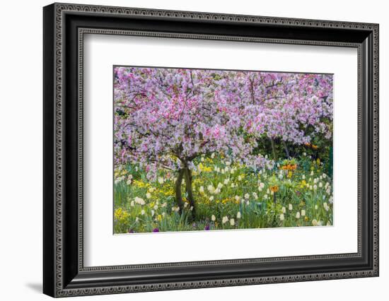 France, Giverny. Springtime in Claude Monet's Garden-Jaynes Gallery-Framed Photographic Print