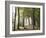 France, Haute-Savoie, Forest, Church Ruin, Near Chamonix-Thonig-Framed Photographic Print