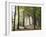 France, Haute-Savoie, Forest, Church Ruin, Near Chamonix-Thonig-Framed Photographic Print
