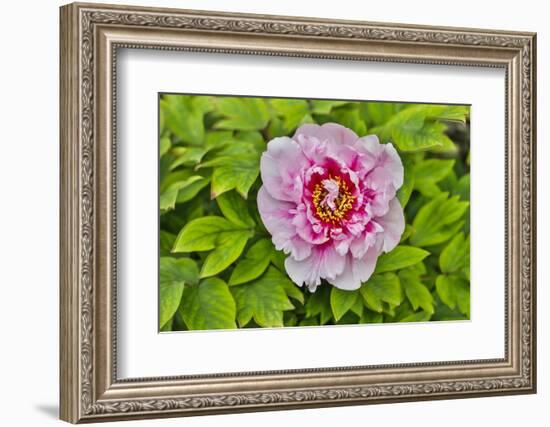 France, La Garrigue. Mas du Garrigue, pink flower-Hollice Looney-Framed Photographic Print