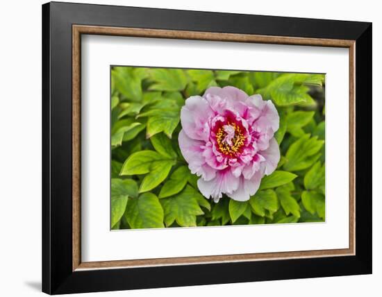 France, La Garrigue. Mas du Garrigue, pink flower-Hollice Looney-Framed Photographic Print