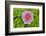 France, La Garrigue. Mas du Garrigue, pink flower-Hollice Looney-Framed Photographic Print