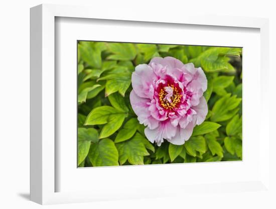 France, La Garrigue. Mas du Garrigue, pink flower-Hollice Looney-Framed Photographic Print