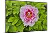 France, La Garrigue. Mas du Garrigue, pink flower-Hollice Looney-Mounted Photographic Print