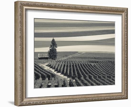 France, Marne, Champagne Region, Mont Aime, Elevated View of Vineyards and Fields-Walter Bibikow-Framed Photographic Print