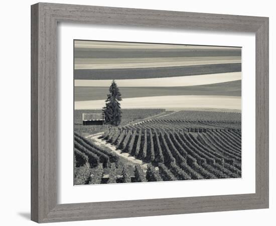 France, Marne, Champagne Region, Mont Aime, Elevated View of Vineyards and Fields-Walter Bibikow-Framed Photographic Print