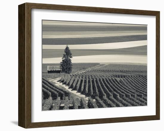 France, Marne, Champagne Region, Mont Aime, Elevated View of Vineyards and Fields-Walter Bibikow-Framed Photographic Print