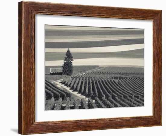 France, Marne, Champagne Region, Mont Aime, Elevated View of Vineyards and Fields-Walter Bibikow-Framed Photographic Print