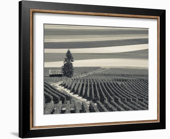 France, Marne, Champagne Region, Mont Aime, Elevated View of Vineyards and Fields-Walter Bibikow-Framed Photographic Print