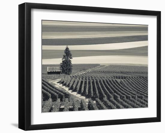 France, Marne, Champagne Region, Mont Aime, Elevated View of Vineyards and Fields-Walter Bibikow-Framed Photographic Print