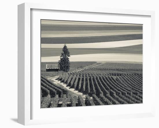 France, Marne, Champagne Region, Mont Aime, Elevated View of Vineyards and Fields-Walter Bibikow-Framed Photographic Print