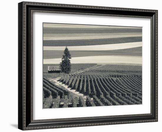 France, Marne, Champagne Region, Mont Aime, Elevated View of Vineyards and Fields-Walter Bibikow-Framed Photographic Print