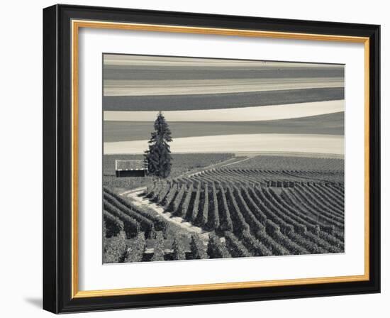 France, Marne, Champagne Region, Mont Aime, Elevated View of Vineyards and Fields-Walter Bibikow-Framed Photographic Print