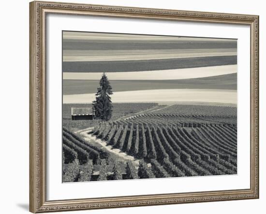 France, Marne, Champagne Region, Mont Aime, Elevated View of Vineyards and Fields-Walter Bibikow-Framed Photographic Print