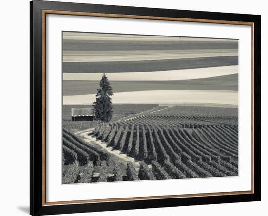 France, Marne, Champagne Region, Mont Aime, Elevated View of Vineyards and Fields-Walter Bibikow-Framed Photographic Print