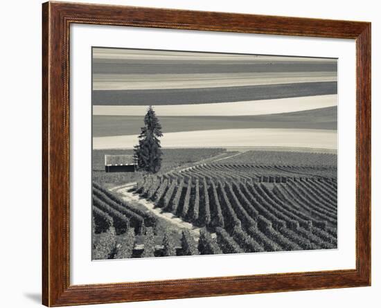 France, Marne, Champagne Region, Mont Aime, Elevated View of Vineyards and Fields-Walter Bibikow-Framed Photographic Print