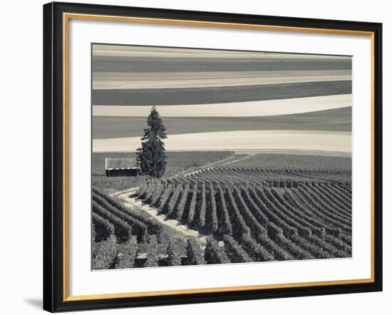 France, Marne, Champagne Region, Mont Aime, Elevated View of Vineyards and Fields-Walter Bibikow-Framed Photographic Print