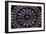 France, Paris, Notre Dame, Rose Window-null-Framed Photographic Print