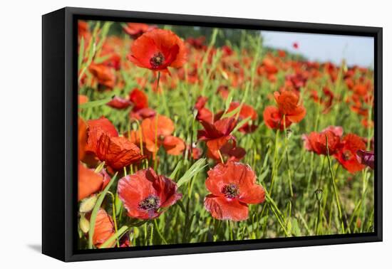 France, Poppy Fields Near St. Remy, Provence-Emily Wilson-Framed Premier Image Canvas