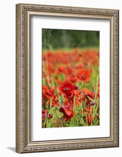 France, Poppy Fields Near St. Remy, Provence-Emily Wilson-Framed Photographic Print