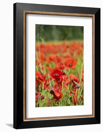 France, Poppy Fields Near St. Remy, Provence-Emily Wilson-Framed Photographic Print