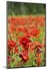 France, Poppy Fields Near St. Remy, Provence-Emily Wilson-Mounted Photographic Print