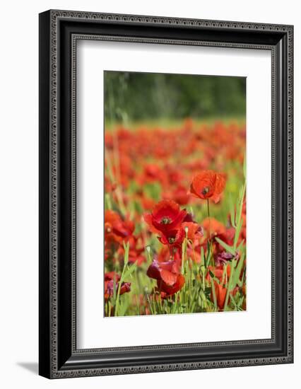 France, Poppy Fields Near St. Remy, Provence-Emily Wilson-Framed Photographic Print