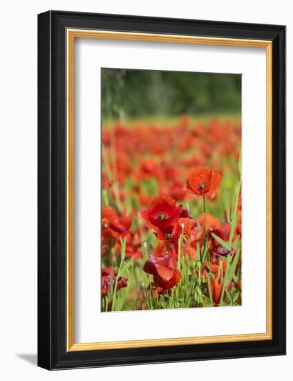 France, Poppy Fields Near St. Remy, Provence-Emily Wilson-Framed Photographic Print