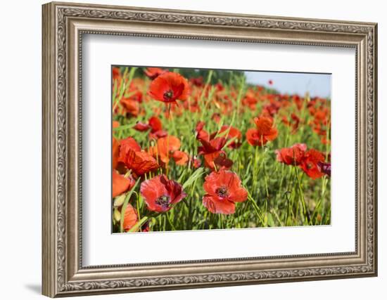 France, Poppy Fields Near St. Remy, Provence-Emily Wilson-Framed Photographic Print