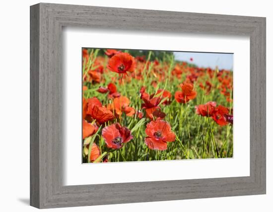 France, Poppy Fields Near St. Remy, Provence-Emily Wilson-Framed Photographic Print