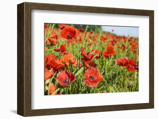 France, Poppy Fields Near St. Remy, Provence-Emily Wilson-Framed Photographic Print