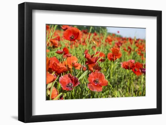 France, Poppy Fields Near St. Remy, Provence-Emily Wilson-Framed Photographic Print