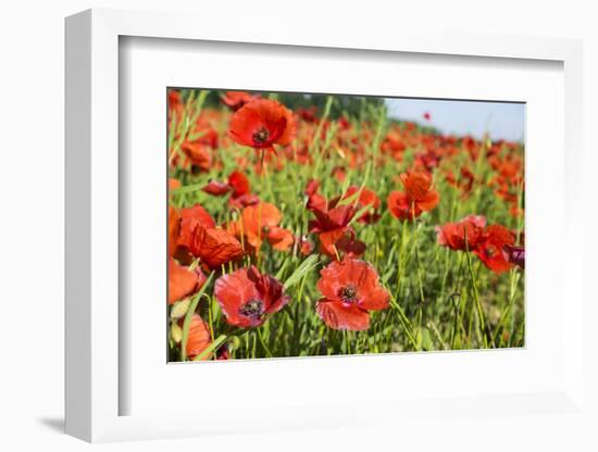 France, Poppy Fields Near St. Remy, Provence-Emily Wilson-Framed Photographic Print