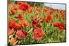 France, Poppy Fields Near St. Remy, Provence-Emily Wilson-Mounted Photographic Print