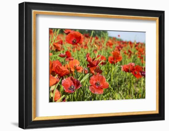 France, Poppy Fields Near St. Remy, Provence-Emily Wilson-Framed Photographic Print