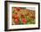 France, Poppy Fields Near St. Remy, Provence-Emily Wilson-Framed Photographic Print