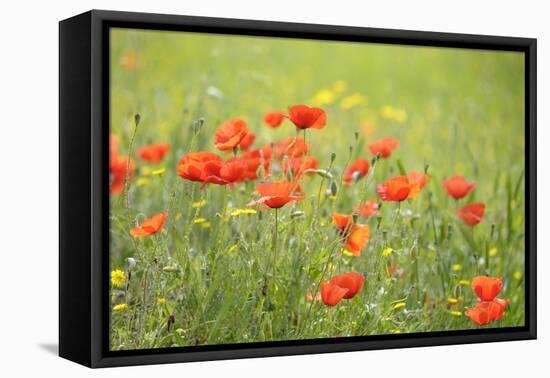 France, Provence Alpes Cote Dazur, Vaucluse, Lourmarin. Wild Poppies-Kevin Oke-Framed Premier Image Canvas