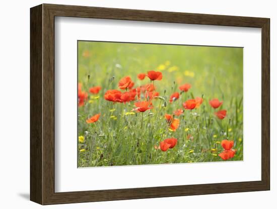 France, Provence Alpes Cote Dazur, Vaucluse, Lourmarin. Wild Poppies-Kevin Oke-Framed Photographic Print