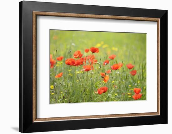 France, Provence Alpes Cote Dazur, Vaucluse, Lourmarin. Wild Poppies-Kevin Oke-Framed Photographic Print