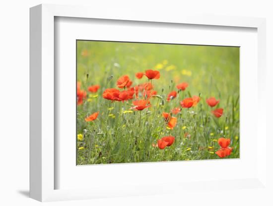 France, Provence Alpes Cote Dazur, Vaucluse, Lourmarin. Wild Poppies-Kevin Oke-Framed Photographic Print