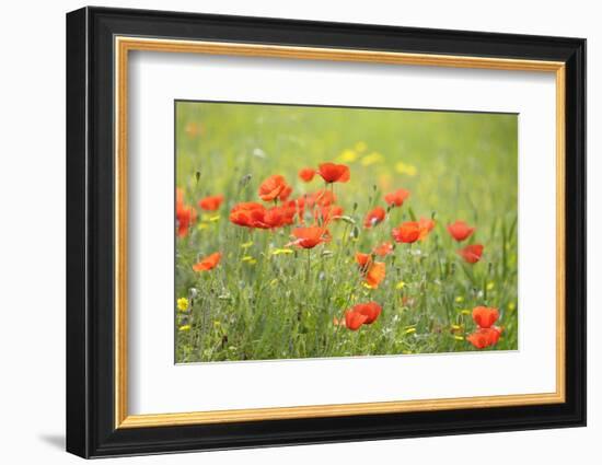 France, Provence Alpes Cote Dazur, Vaucluse, Lourmarin. Wild Poppies-Kevin Oke-Framed Photographic Print
