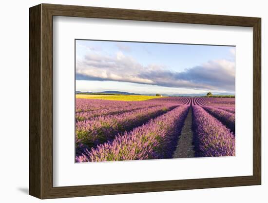 France, Provence Alps Cote D'Azur, Haute Provence-Matteo Colombo-Framed Photographic Print