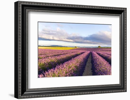 France, Provence Alps Cote D'Azur, Haute Provence-Matteo Colombo-Framed Photographic Print