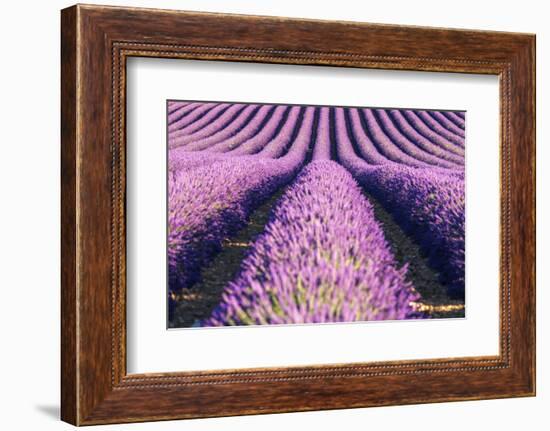 France, Provence Alps Cote D'Azur, Haute Provence-Matteo Colombo-Framed Photographic Print