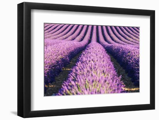 France, Provence Alps Cote D'Azur, Haute Provence-Matteo Colombo-Framed Photographic Print