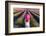 France, Provence Alps Cote D'Azur, Haute Provence-Matteo Colombo-Framed Photographic Print